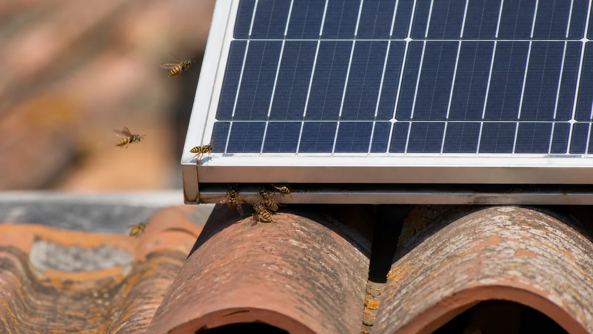Avispas volando junto al borde inferior de unas placas solares vistas desde una posición segura