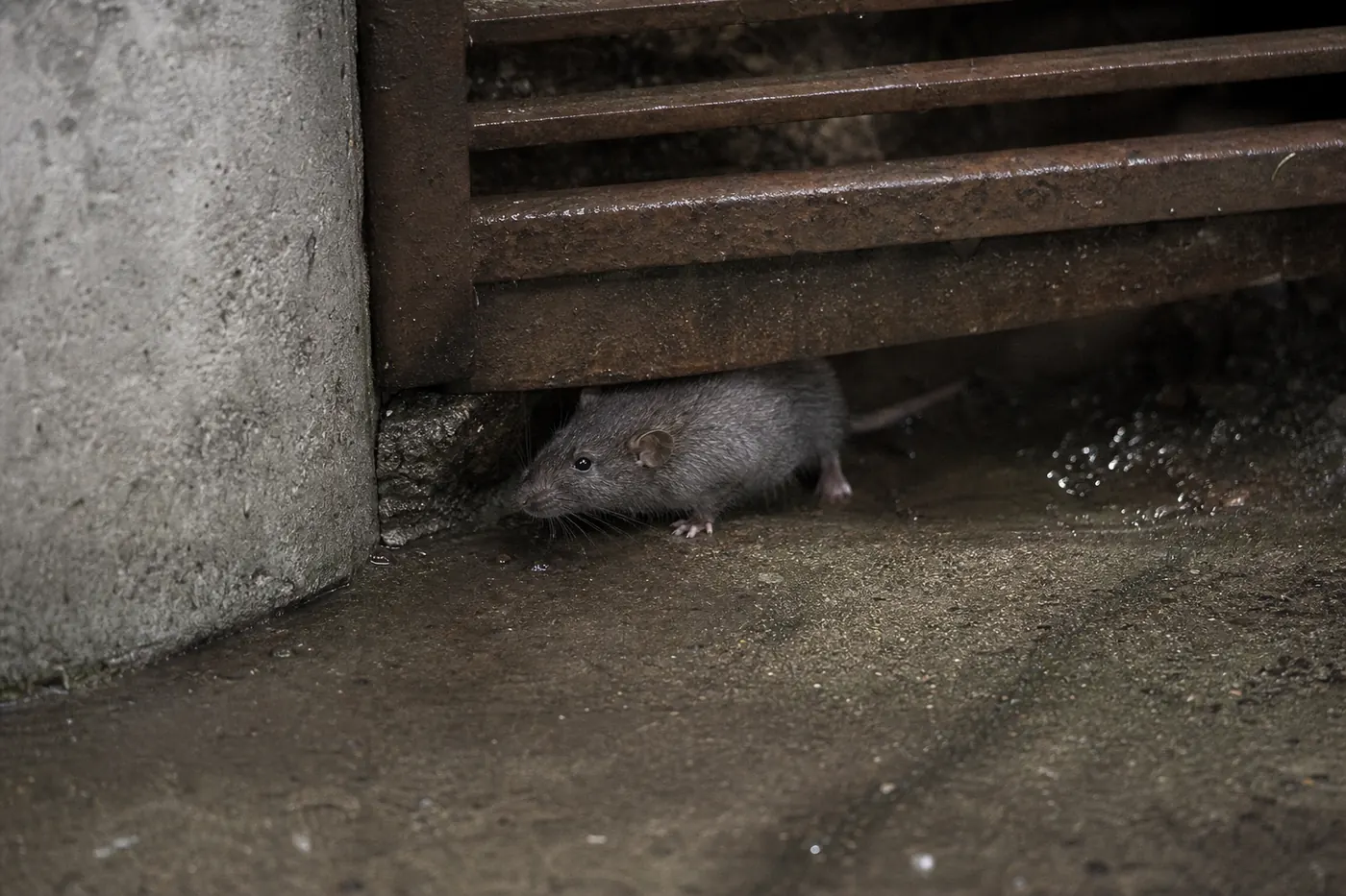 Ratas en Sant Feliu de Llobregat