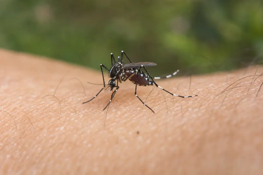 Tratamiento de mosquito tigre en Sant Feliu de Llobregat — Fumtech