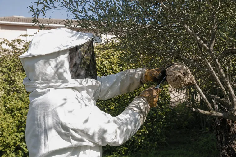 Retirada de nidos de avispas en Sant Feliu de Llobregat